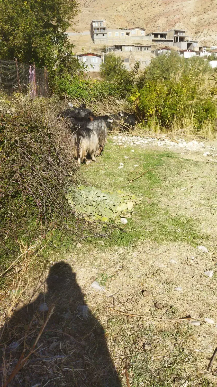 بز گوسفند بره|حیوانات مزرعه|کارزان, |دیوار