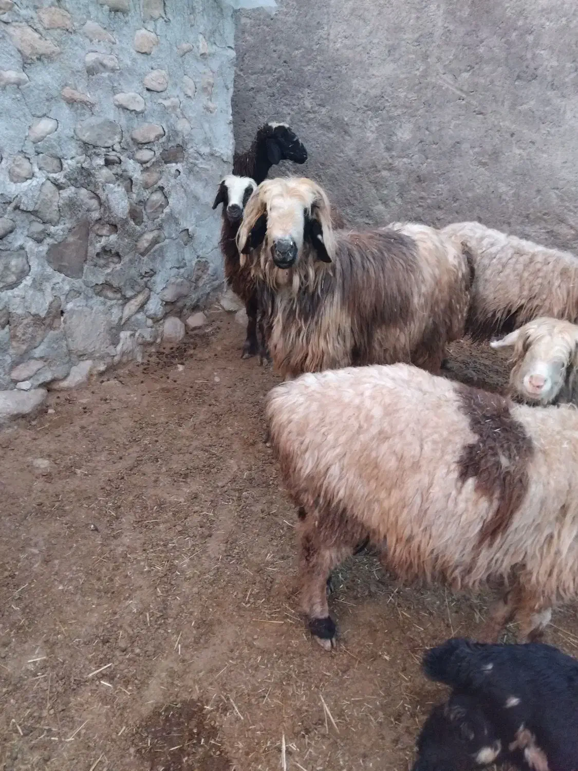 حیوانات مزرعه|حیوانات مزرعه|دهدشت, |دیوار