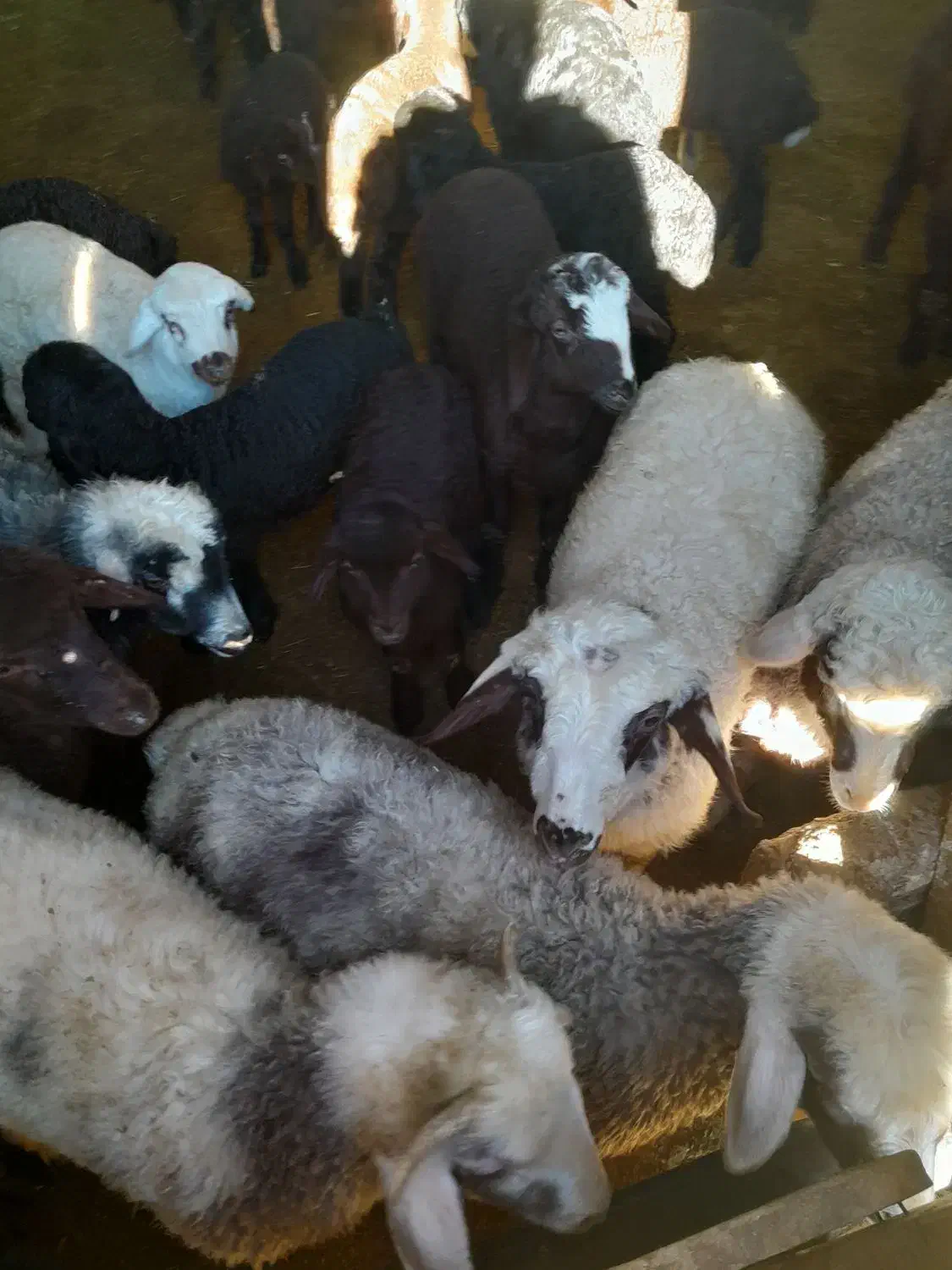 میش|حیوانات مزرعه|بروجن, |دیوار