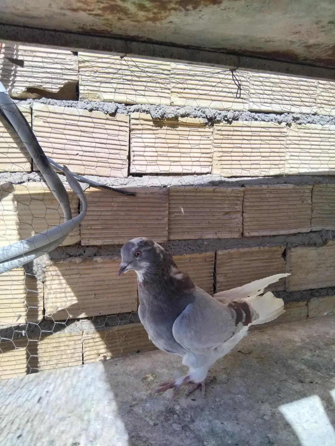 اصفهانی|حیوانات|اصفهان, ارداجی|دیوار