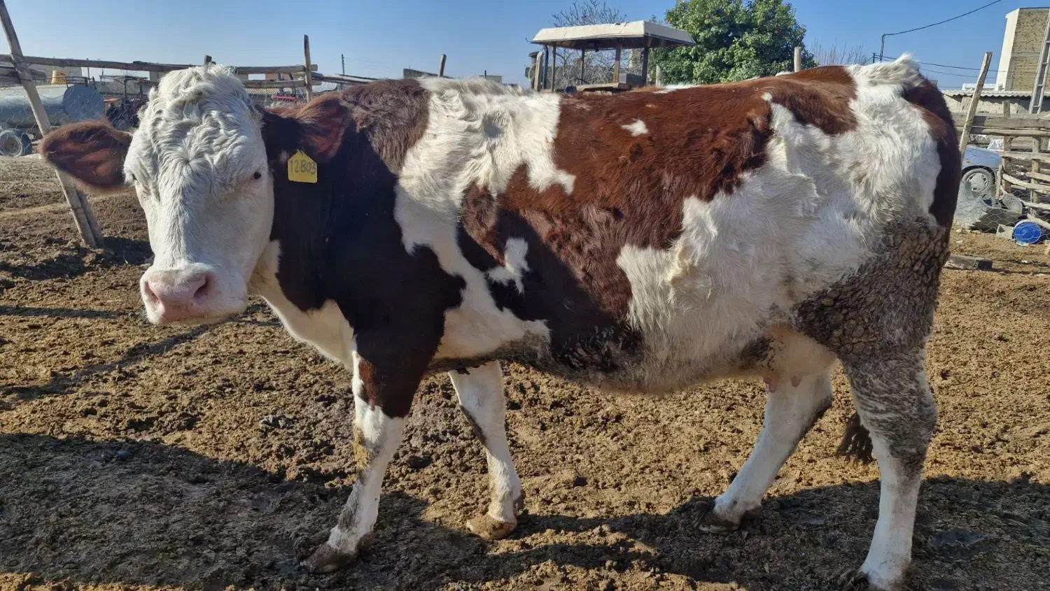 گاو گوساله|حیوانات مزرعه|گنبد کاووس, |دیوار