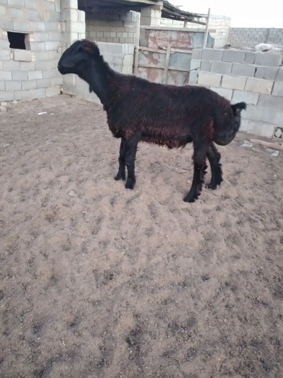 قوچ یک ساله|حیوانات مزرعه|مراوه, |دیوار