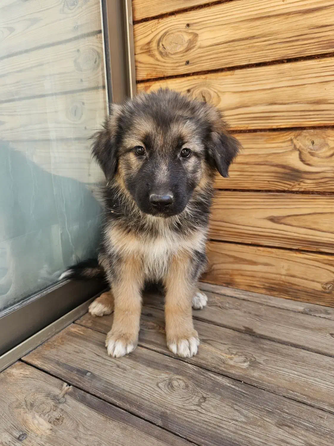 ژرمن شپرد|سگ|اصفهان, فیض|دیوار