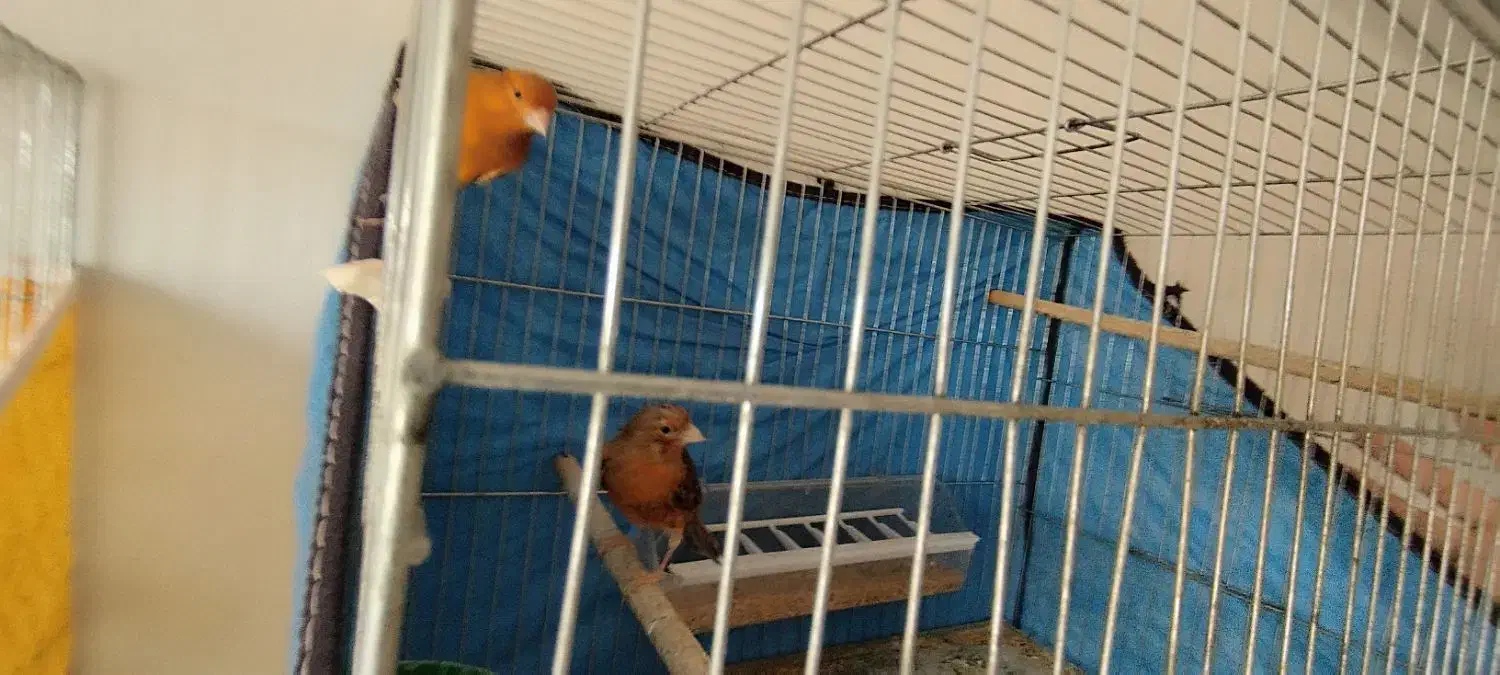 قناری جفت نرشتری سرخ ماده گنجشکی|پرنده|صدرا-فارس, فاز ۱|دیوار