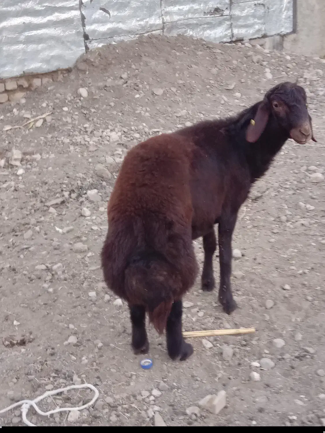 بره قوچی سرخ درجه یک|حیوانات مزرعه|گالیکش, |دیوار