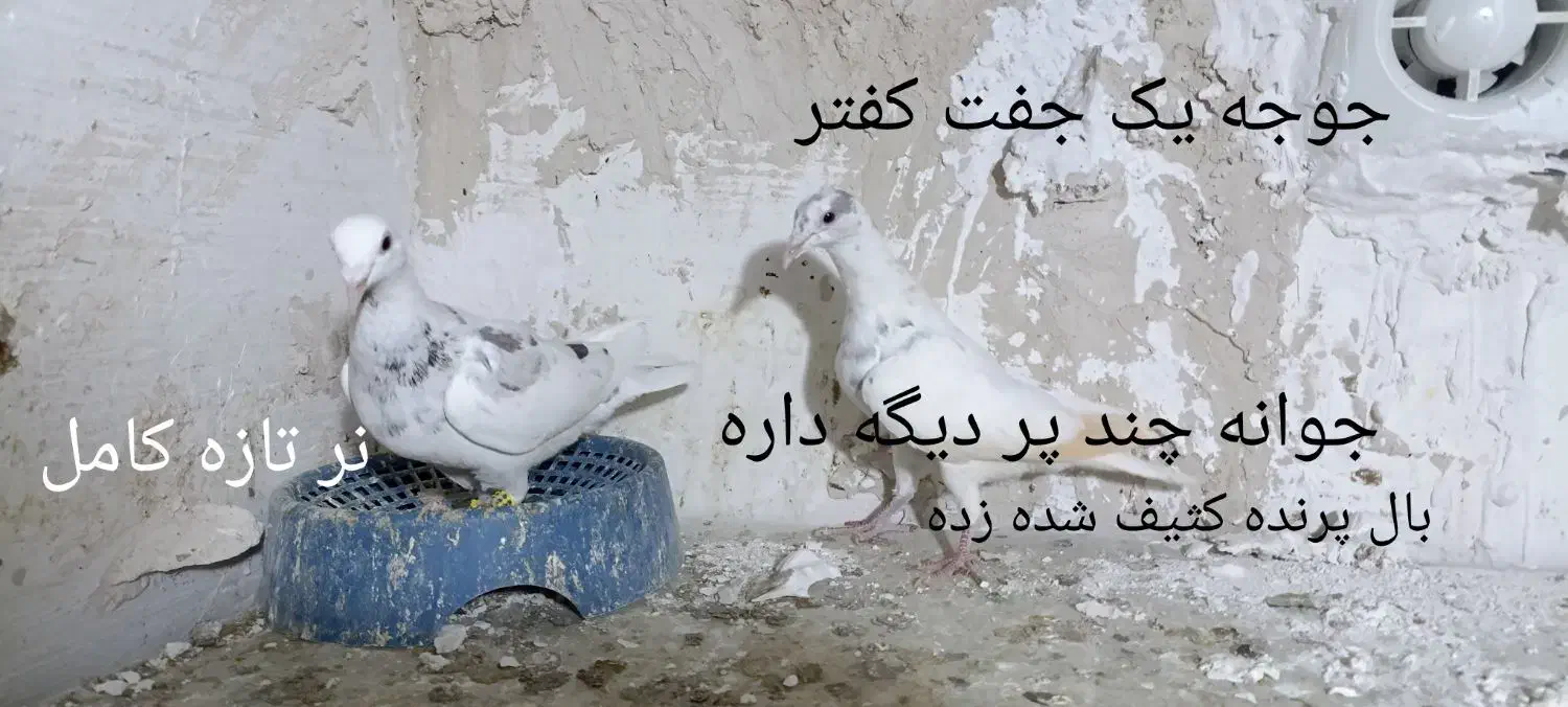 دوتا سار کرمونی|پرنده|تربت‌حیدریه, منصوریه|دیوار