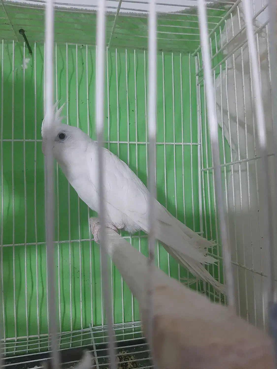 عروس هلندی|پرنده|مشهد, نیزه|دیوار