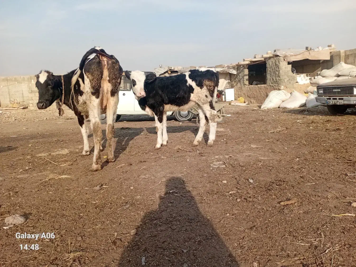 گاو و گوساله|حیوانات مزرعه|کوهسار (البرز), |دیوار