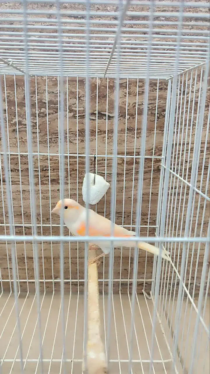 قناری|پرنده|مشهد, کشف|دیوار