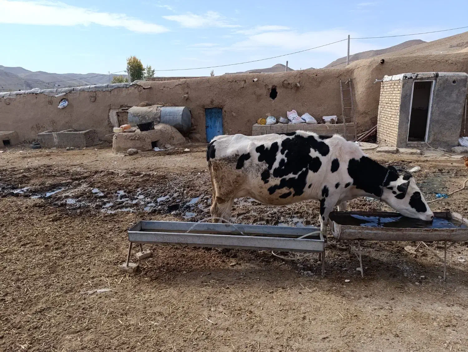 یک عدد گاو هلشتاین پر شیر 3ماه آبستن|حیوانات مزرعه|شادیان, |دیوار