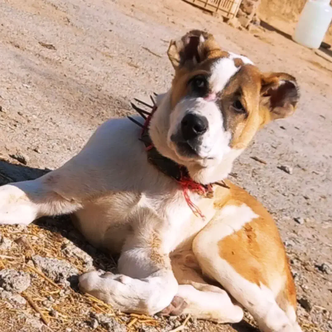 سگ افغانی|حیوانات|قوچان, |دیوار