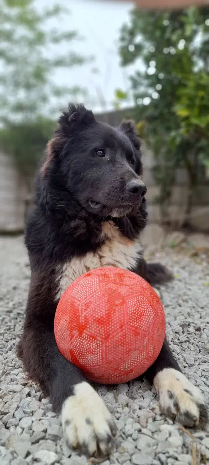 قهدریجانی اصیل|سگ|عباسآباد, |دیوار