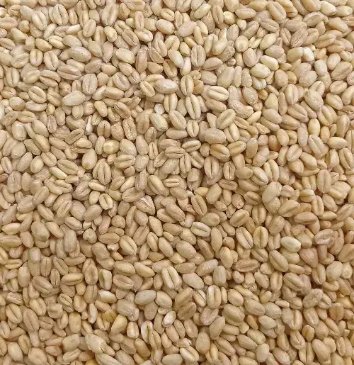 بذر گندم آبی و دیم|خدمات باغبانی و درختکاری|میانه, |دیوار