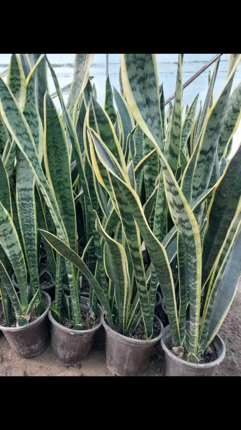 گل سانسوریا ابلق|گل و گیاه طبیعی|قائمشهر, |دیوار