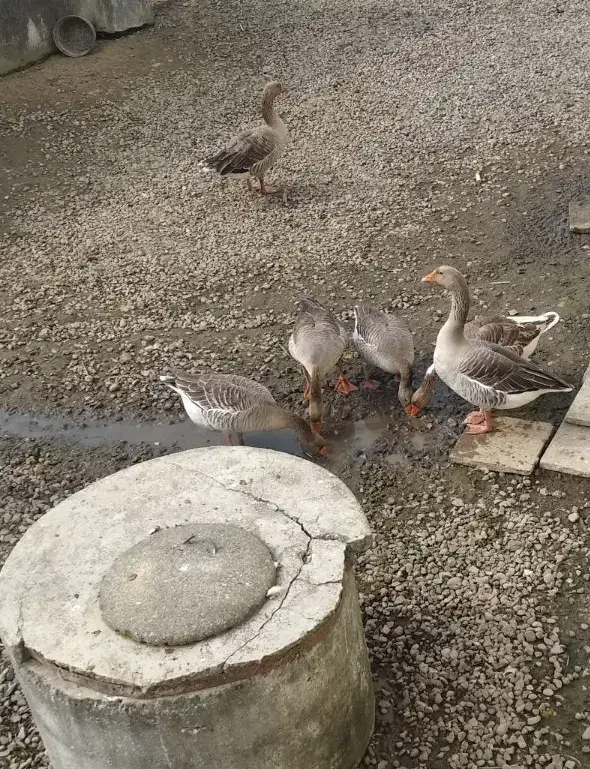 غاز نر|حیوانات مزرعه|رشت, کوی طالقانی|دیوار