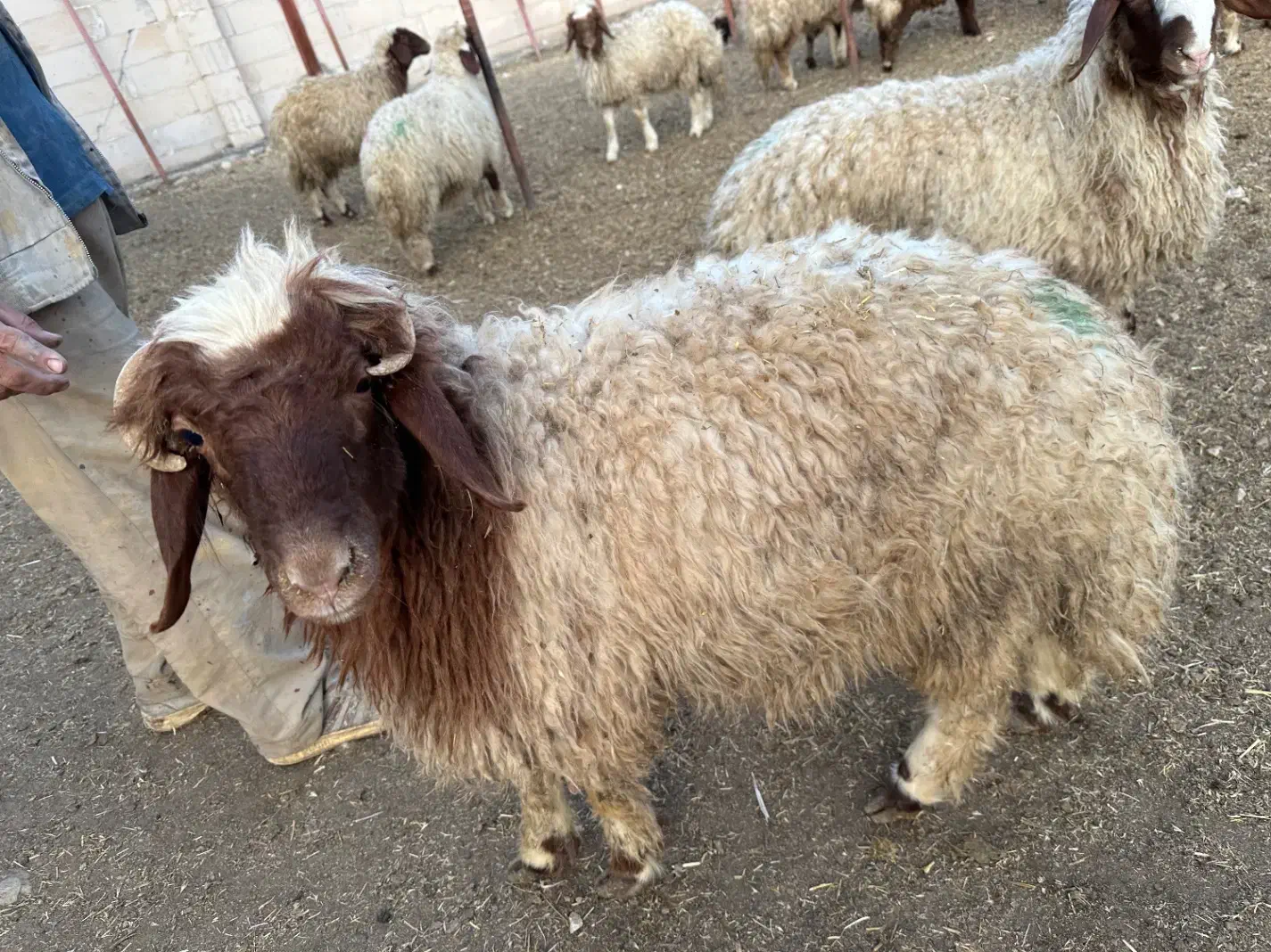 بره پرواری|حیوانات مزرعه|سرپل ذهاب, |دیوار