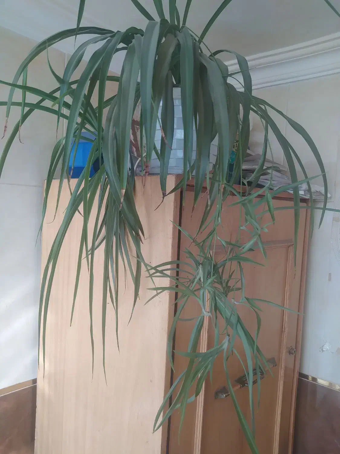 گل طبیعی وکاکتوس|گل و گیاه طبیعی|اهر, |دیوار