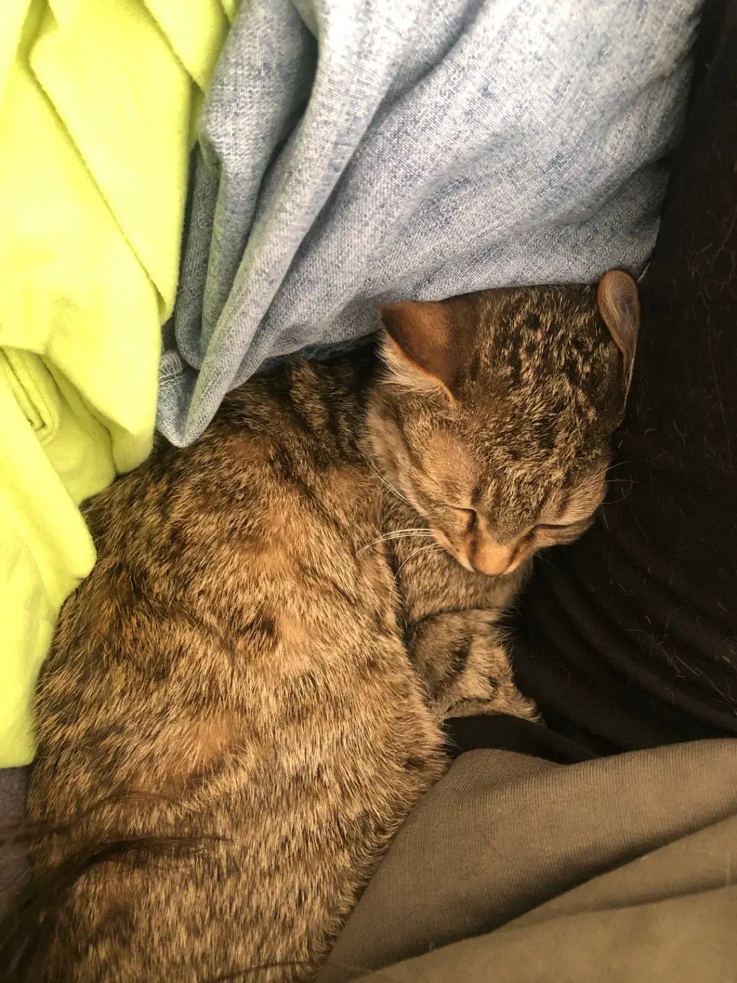 گربه دی اس اچ شیش ماهه|گربه|زنجان, |دیوار