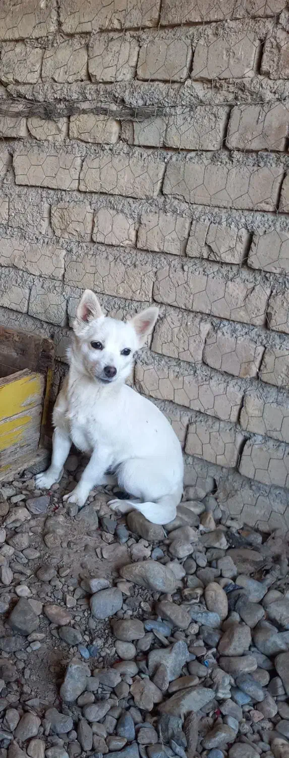 یه عدد سگ|سگ|گیان, |دیوار