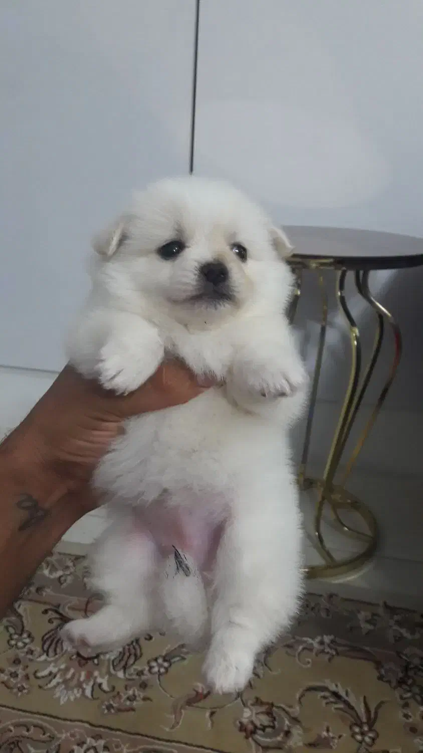 توله سگ عروسکی فقط ۲۹۰۰|سگ|قزوین, |دیوار