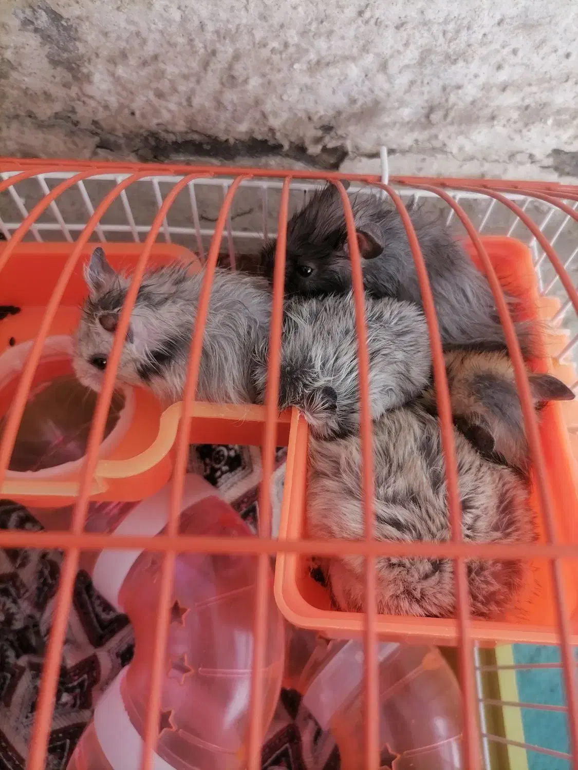 همستر|موش و خرگوش|پردیس, فاز ۵|دیوار