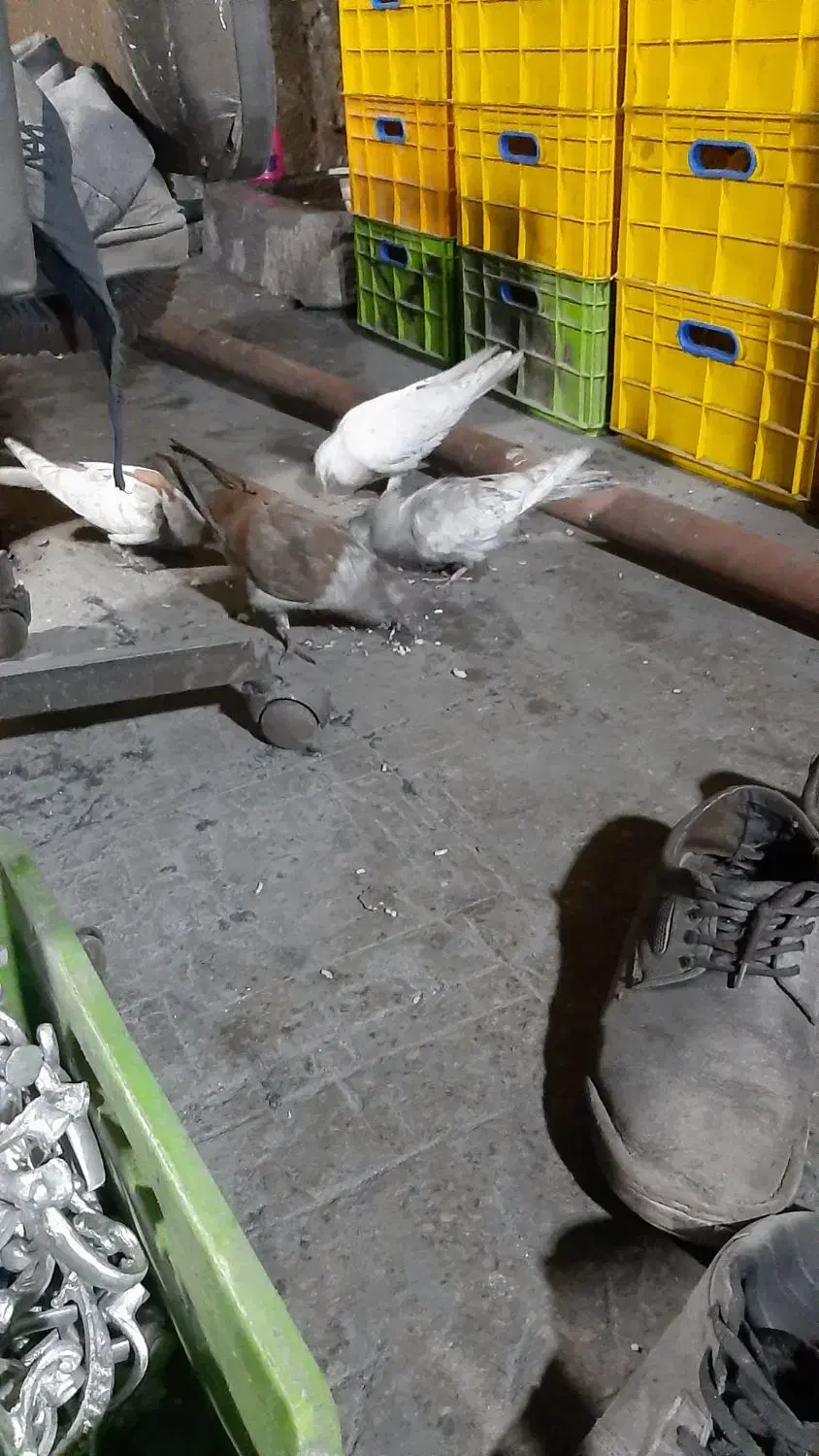 کبوتر|سگ|پاکدشت, خاتون آباد|دیوار