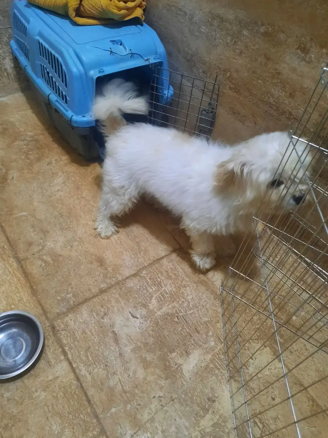 سگ شیتزو|سگ|اردبیل, |دیوار