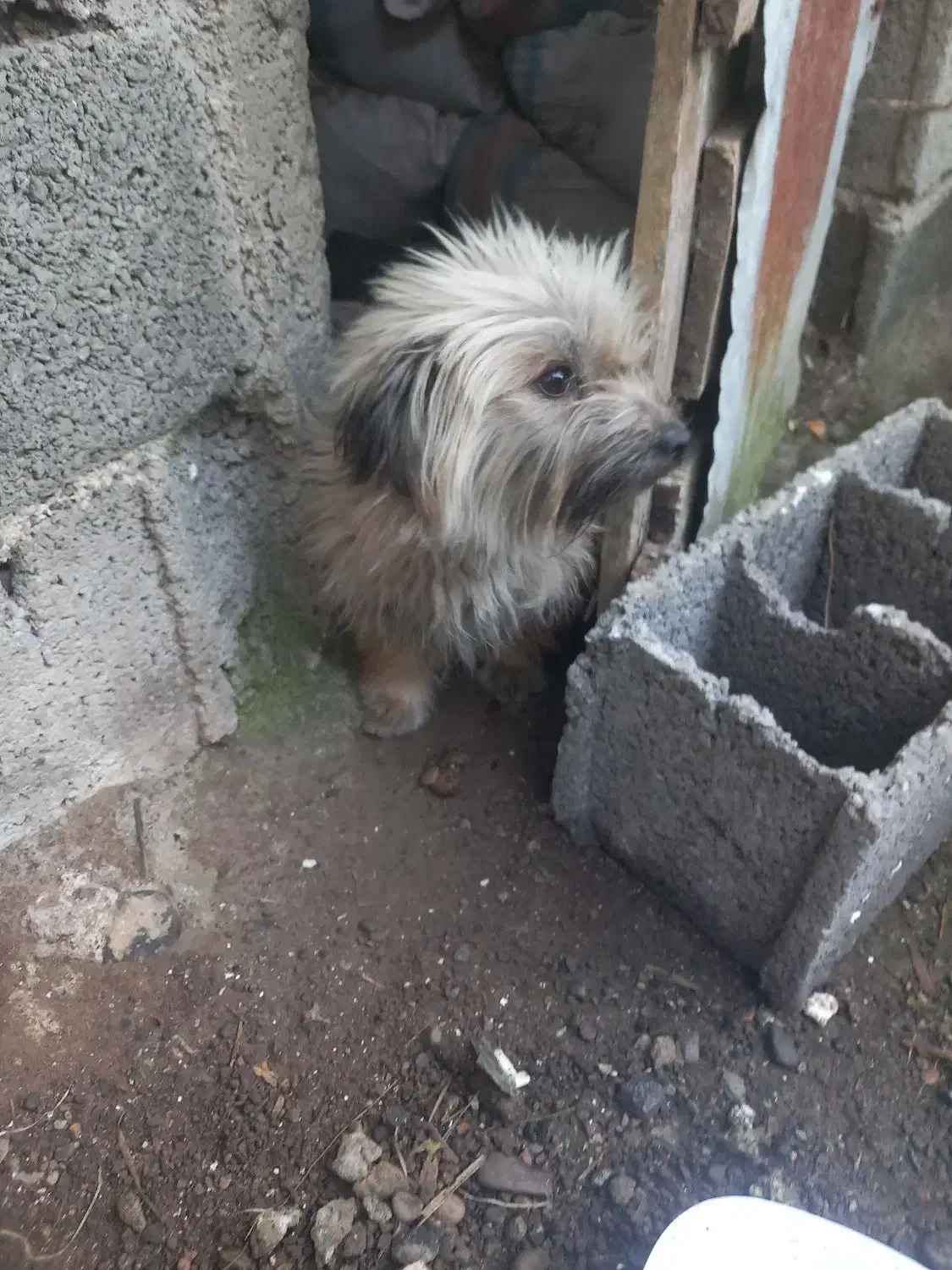 سگ پشمالود|سگ|رودسر, |دیوار