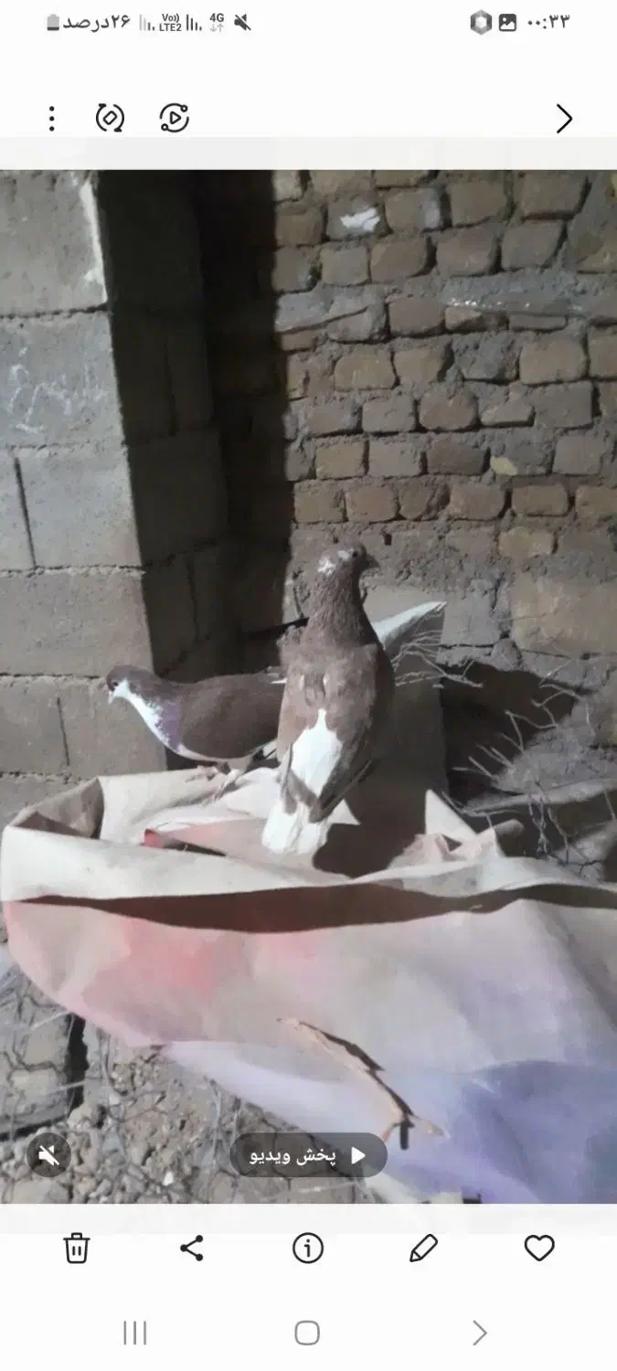 کغتر|پرنده|چناران, |دیوار