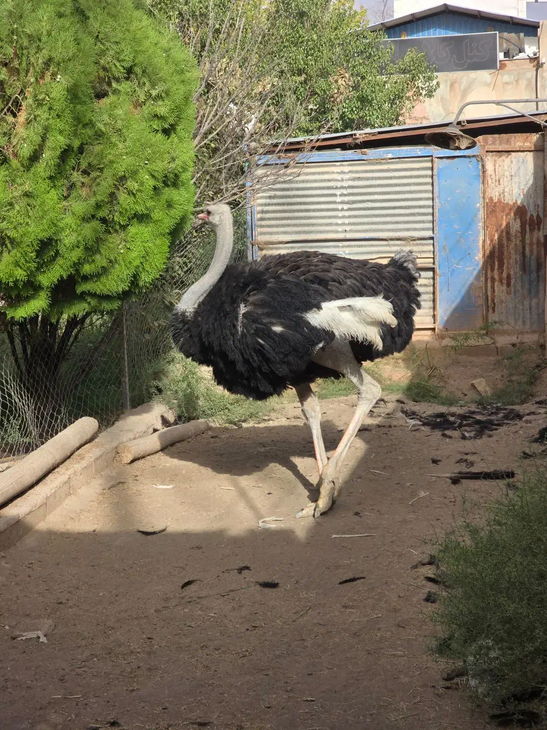 شترمرغ مولد نر ۴سال تخمی وگوشتی|حیوانات مزرعه|کرمان, |دیوار