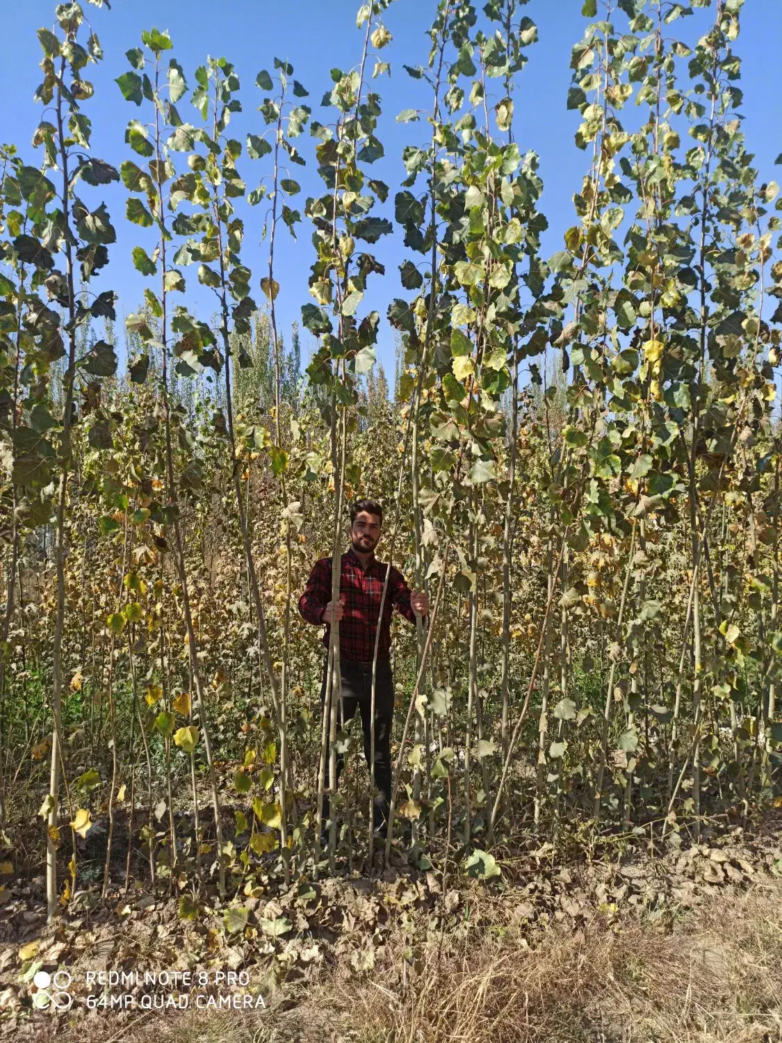 کسب و کار نهال|عمدهفروشی|میاندوآب, |دیوار