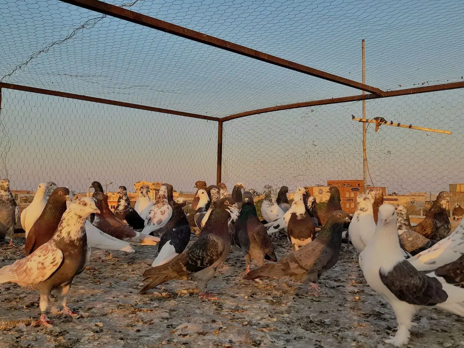 کفترپرشی|پرنده|قشم, |دیوار