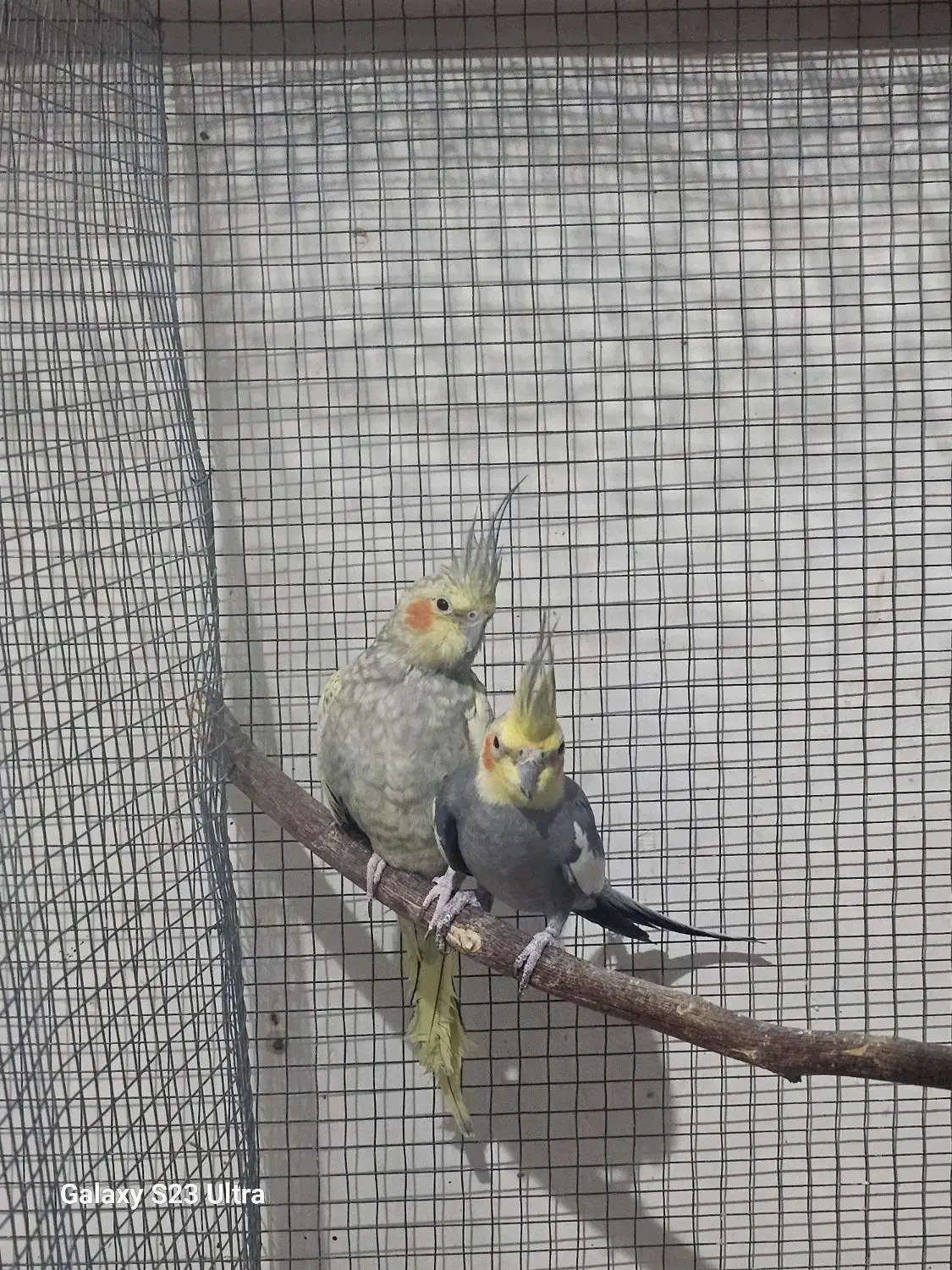 عروس هلندی مولد|پرنده|بندر گناوه, |دیوار