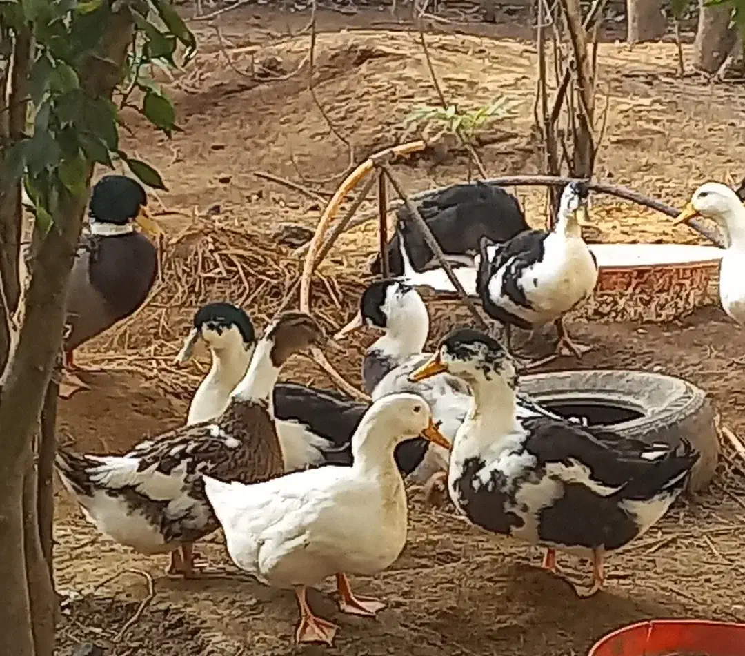 اردک محلی|حیوانات مزرعه|سنگر, |دیوار