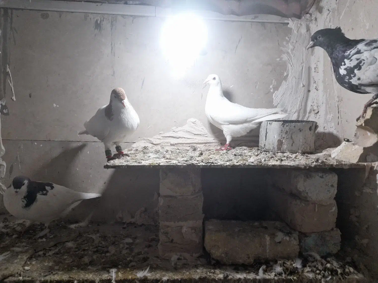 دم سفید ماده|پرنده|مشهد, تبادکان|دیوار