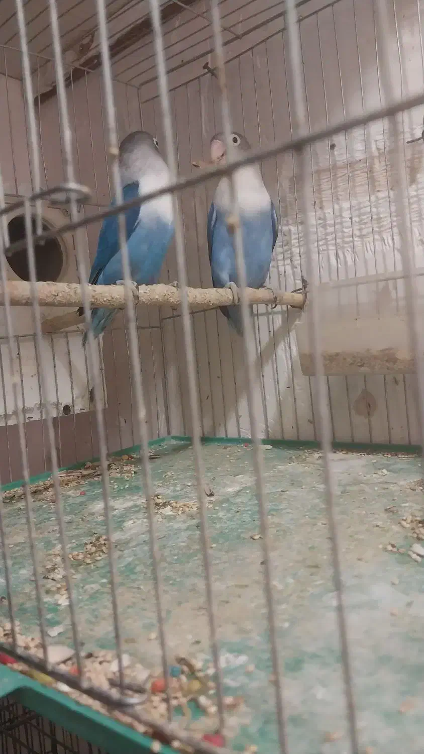 برزیلی عروس فنچ|پرنده|فردیس, ثابتی|دیوار