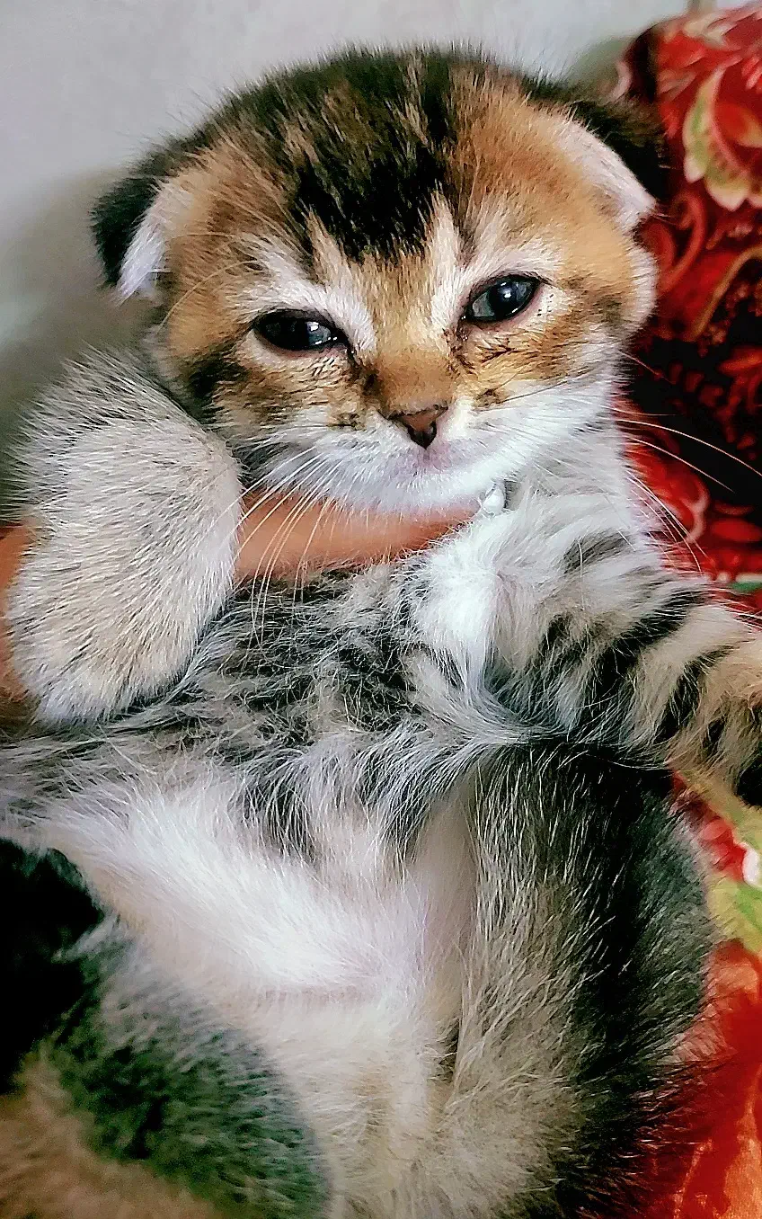 گربه اسکاتیش|گربه|تهران, سردارجنگل|دیوار