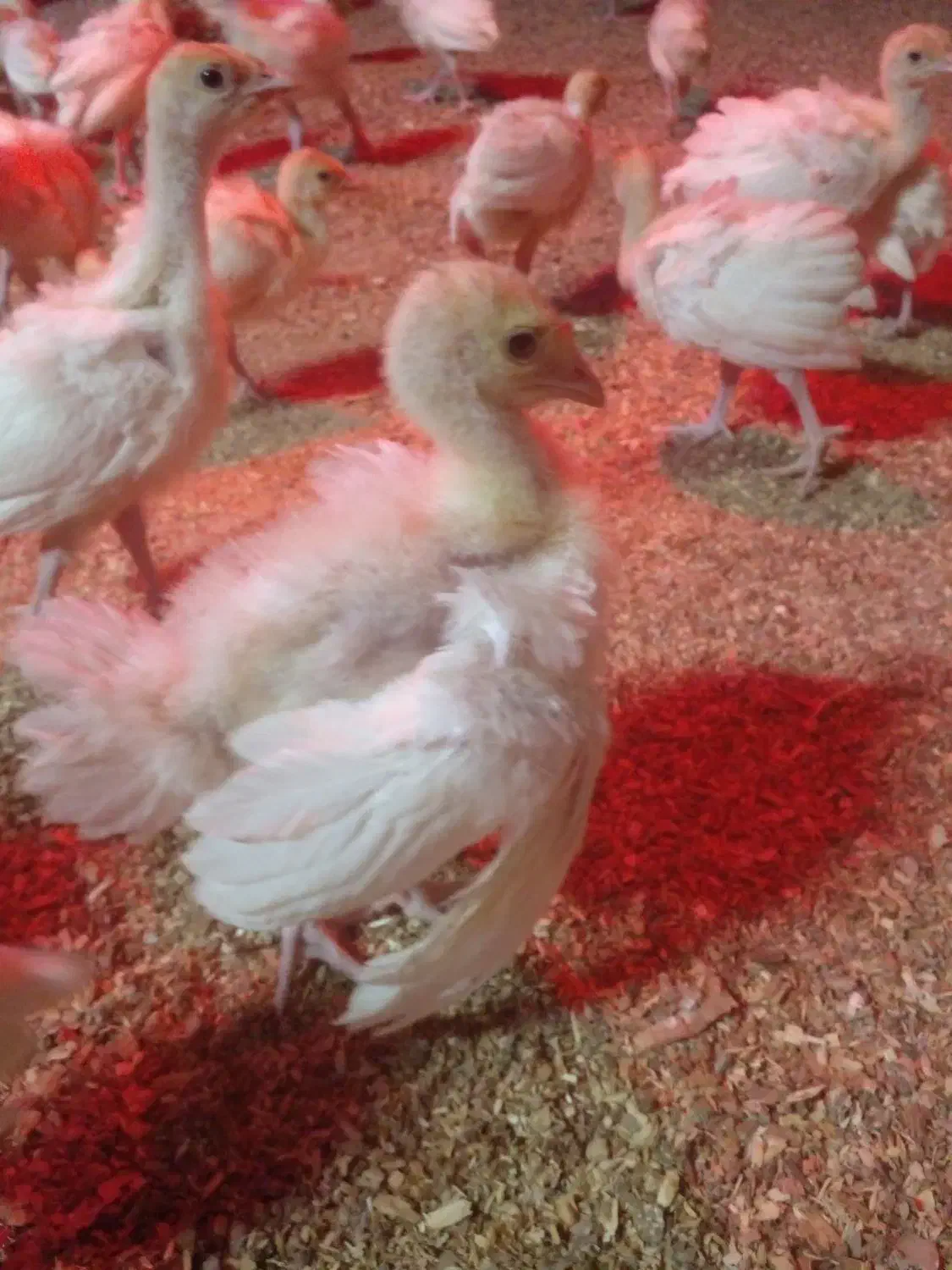 جوجه بیوتی|حیوانات مزرعه|اقبالیه, |دیوار