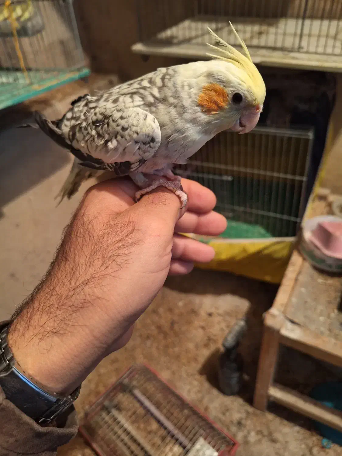 عروس هلندی ماده|پرنده|جونقان, |دیوار