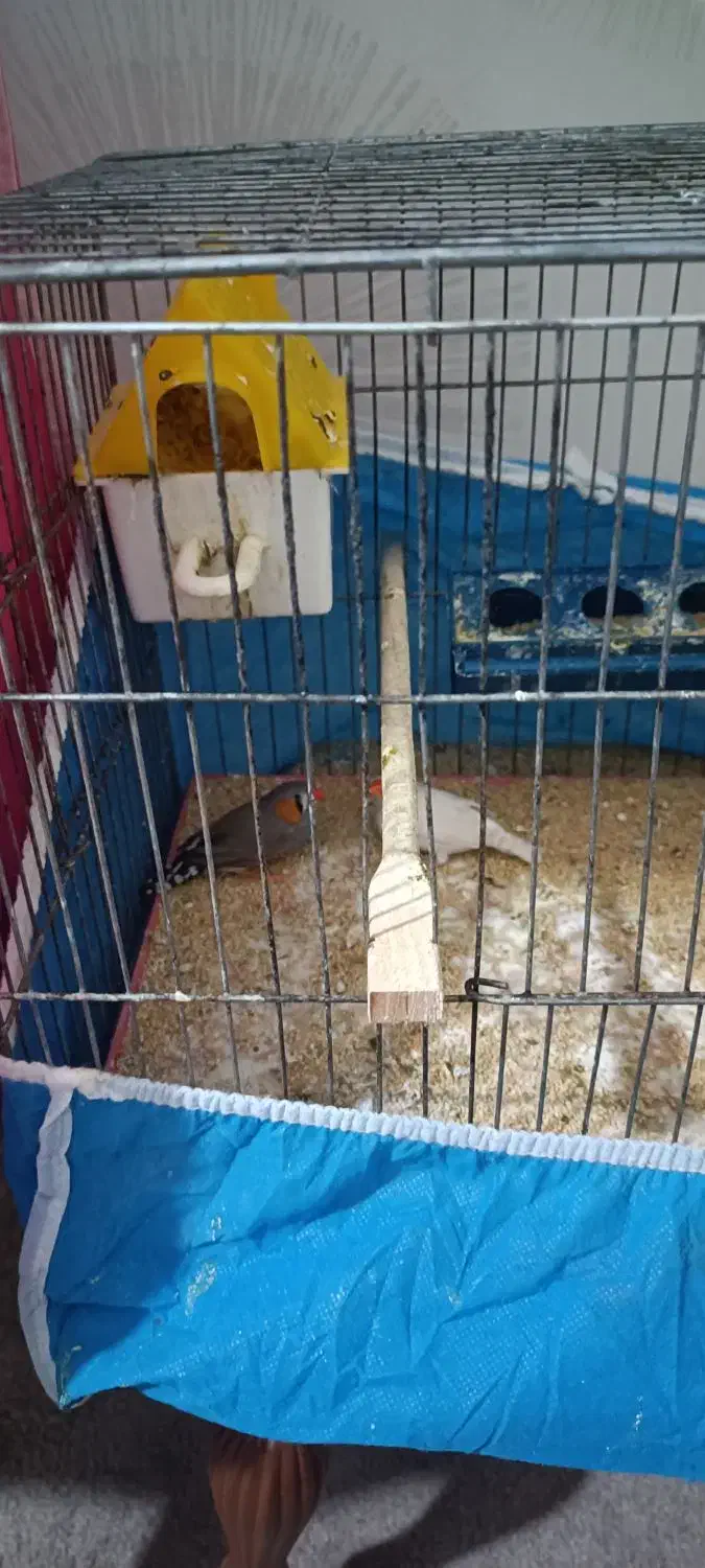 قفس پرنده|لوازم جانبی حیوانات|شاهین‌شهر, عطار|دیوار