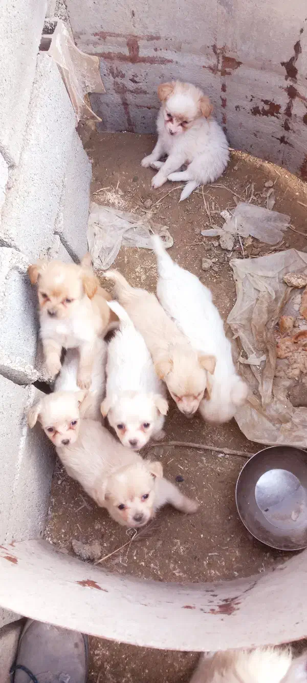 اشپیتز|سگ|گرگان, |دیوار