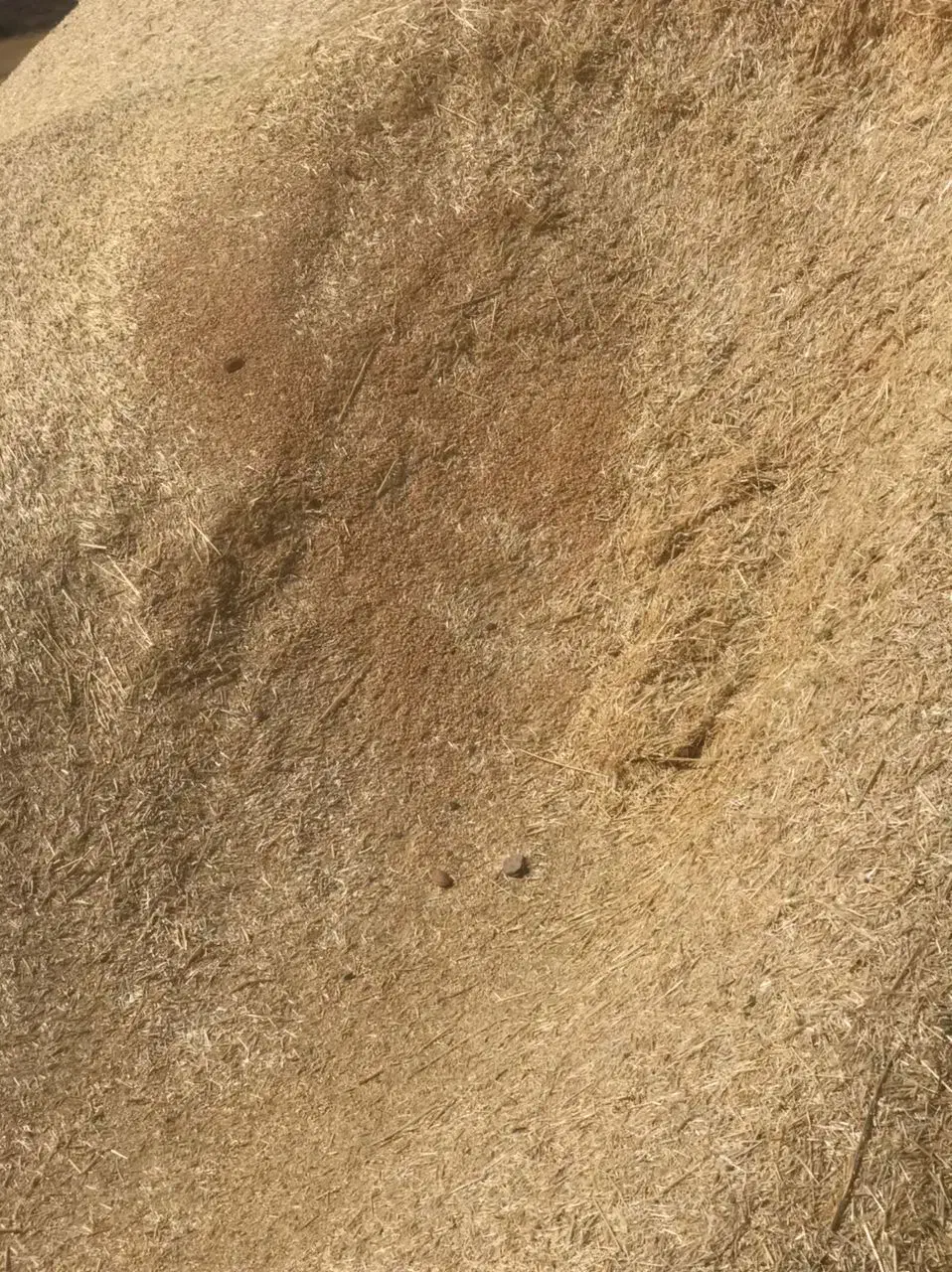 فروش کاه کنسانتره ذورت جو|حراج|سده (خراسان جنوبی), |دیوار