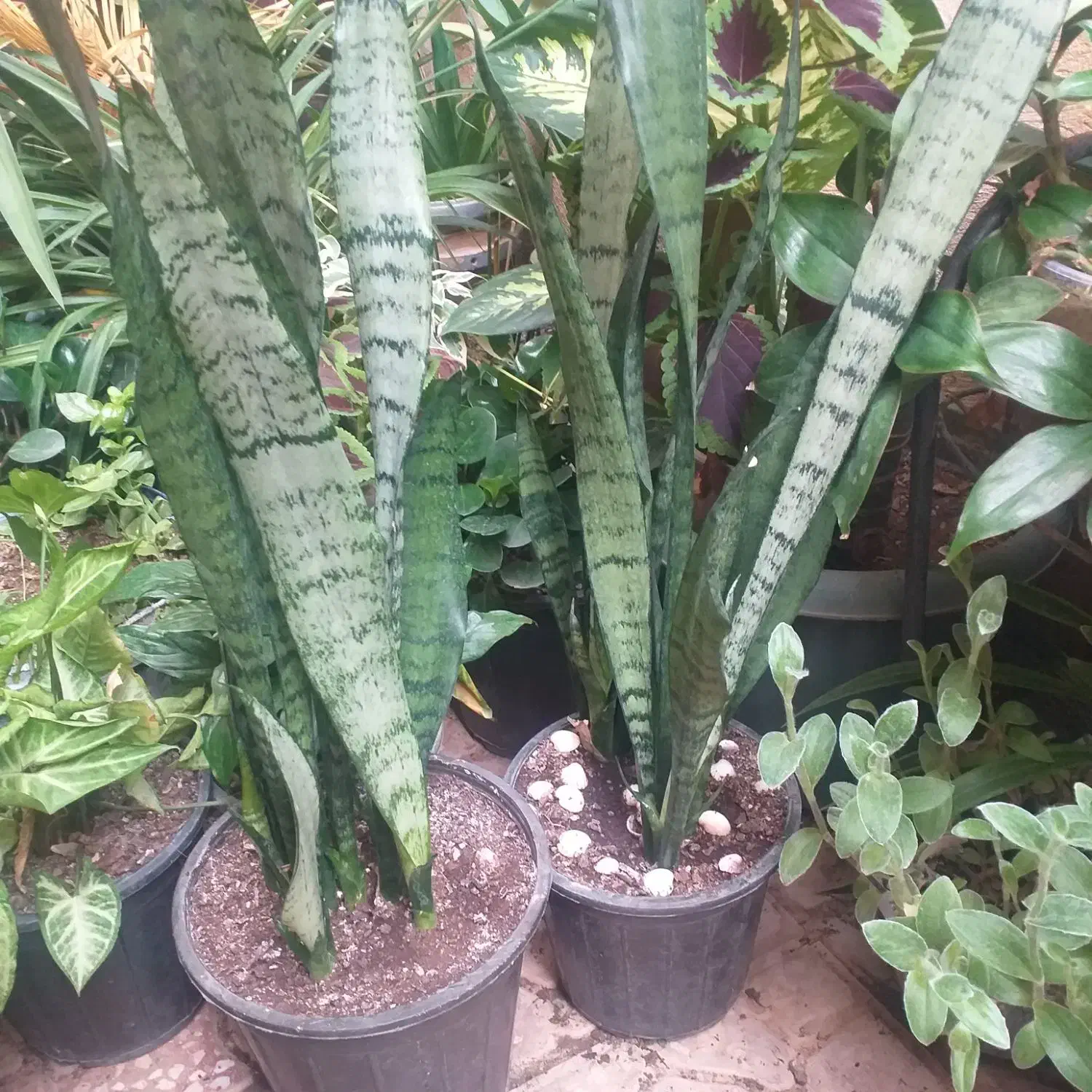 گلهای طبیعی وزیبا|گل و گیاه طبیعی|ایلام, |دیوار