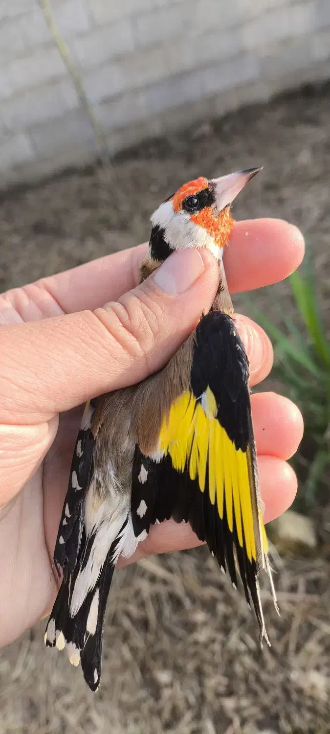 سهره های آنتیک|پرنده|فومن, |دیوار