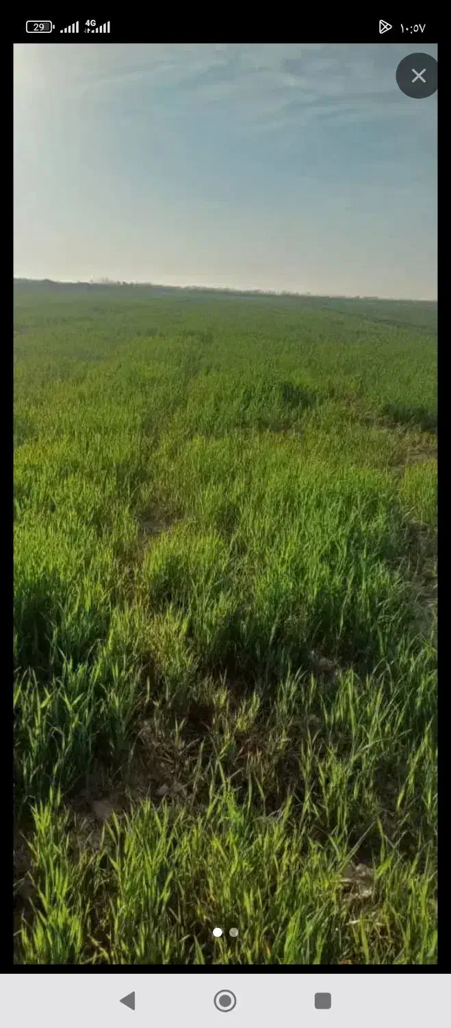 زمین کشاورزی|فروش زمین و ملک کلنگی|سوسنگرد, |دیوار