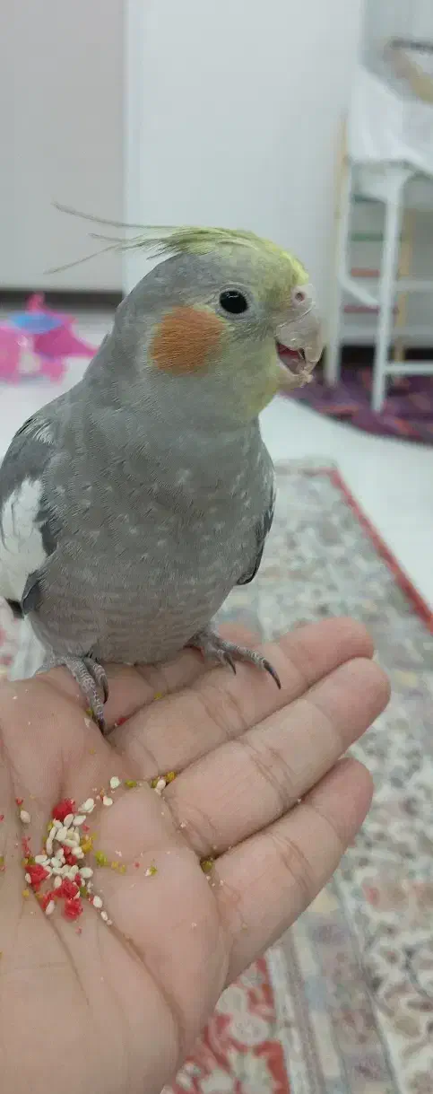 عروس هلندی|پرنده|اندیشه, اندیشه فاز ۲|دیوار