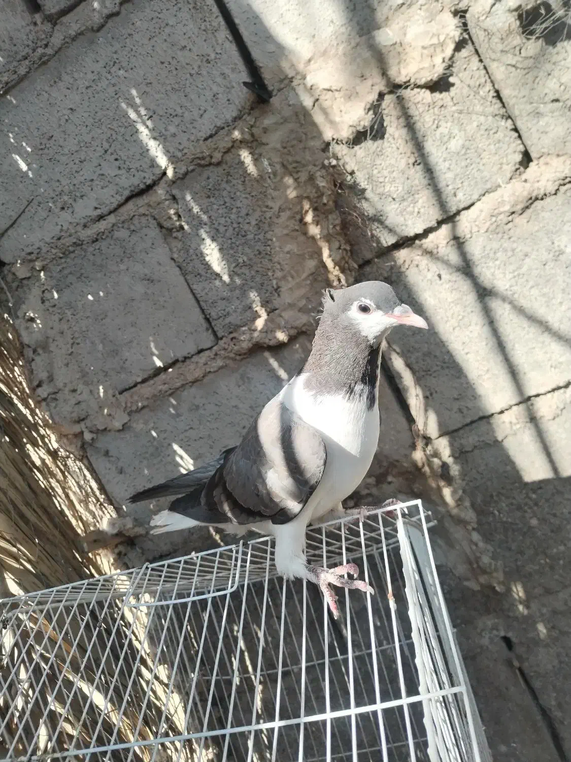 کفتر|پرنده|یزدان شهر, |دیوار