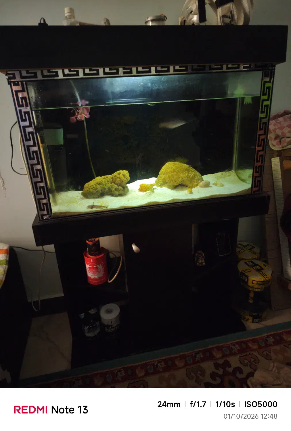 اکواریوم|ماهی|فردیس, شهرک ناز|دیوار