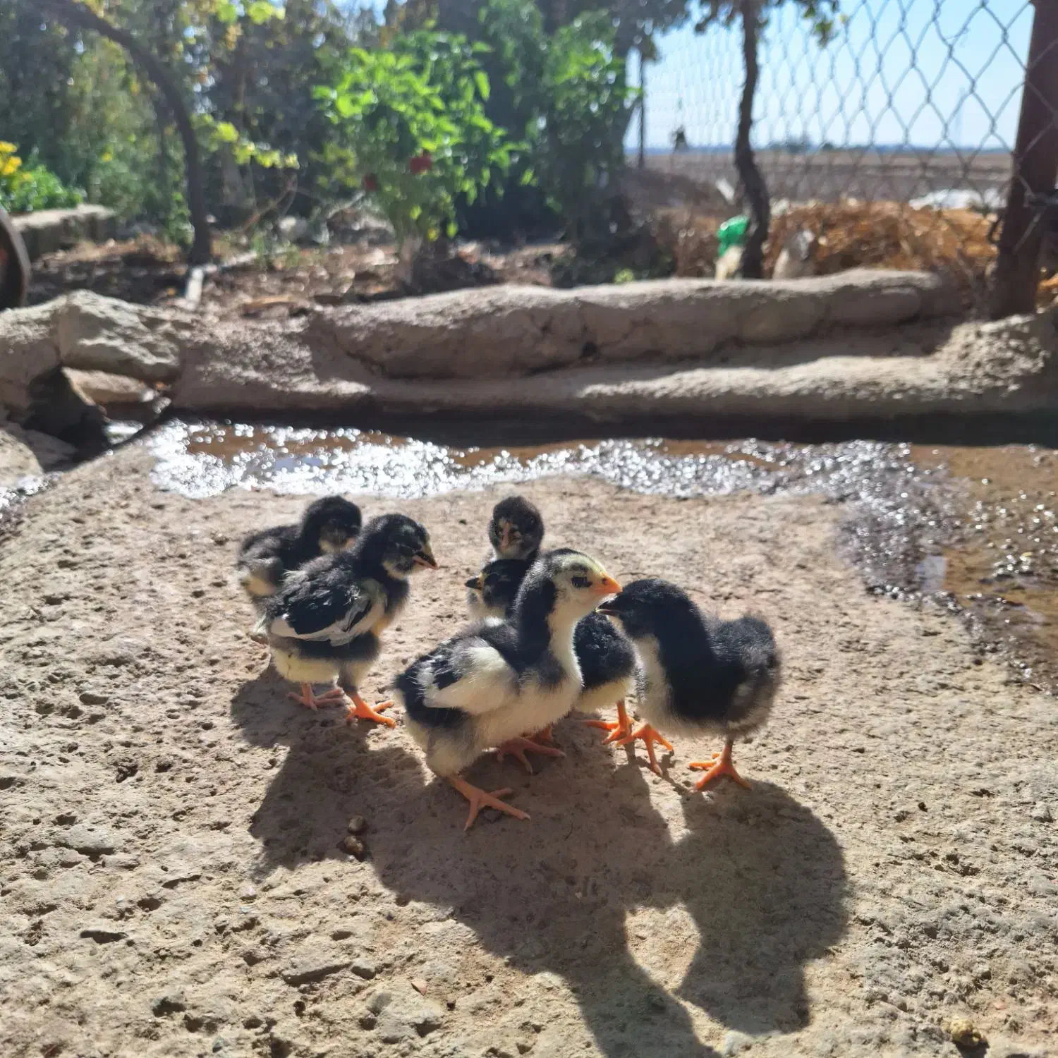 جوجه گلین اصل|حیوانات مزرعه|نظرآباد, مصطفی آباد|دیوار