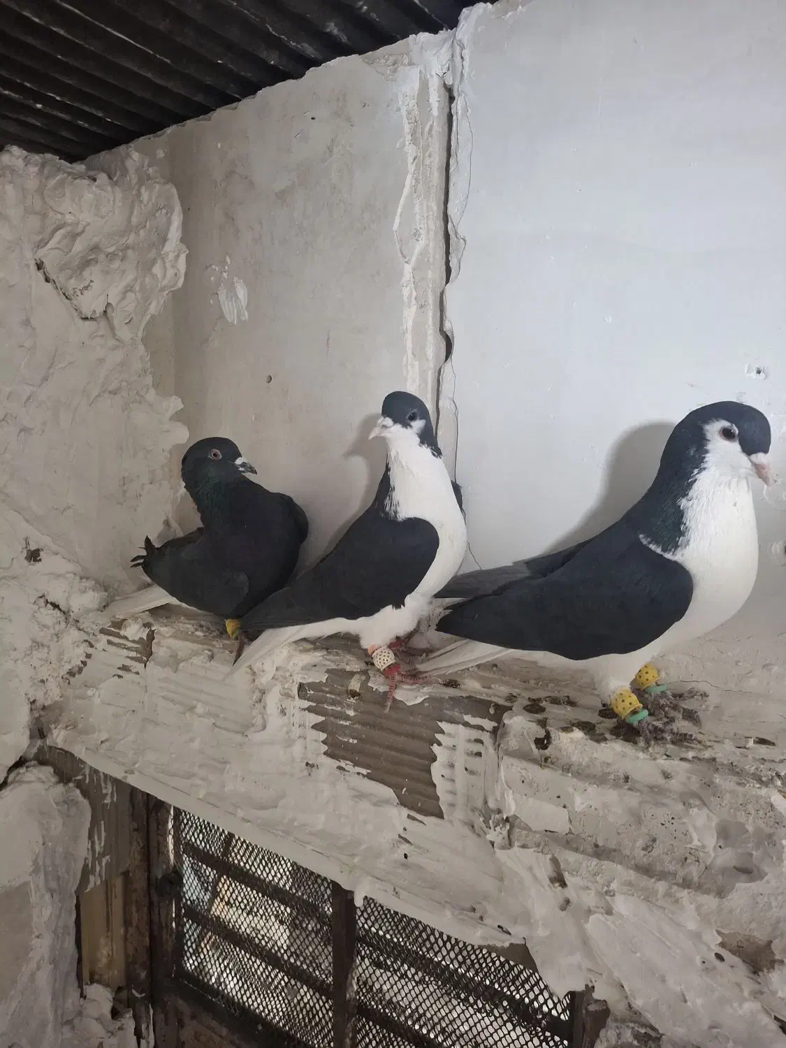 پرنده|پرنده|قزوین, |دیوار